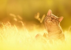 *** CAT IN SUNNY DAY ***