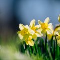 Flowers _ Daffodils