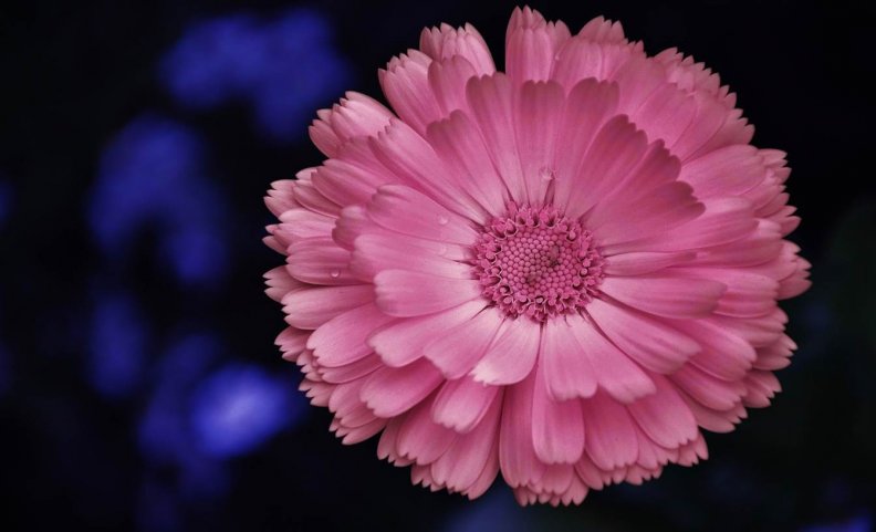 pink_daisy.jpg