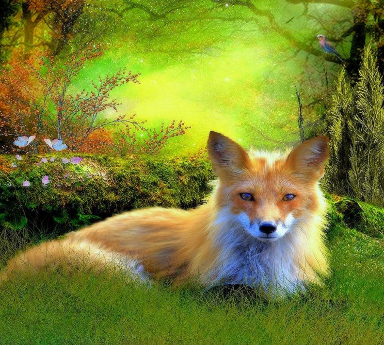 sweet_little_fox.jpg