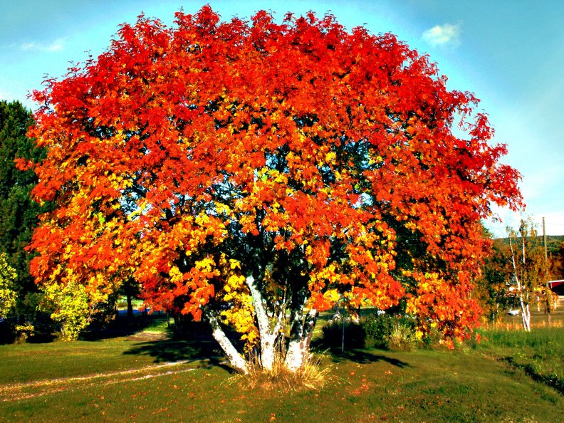 fall_colors.jpg