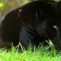 Angry_black_panther