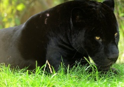 Angry_black_panther