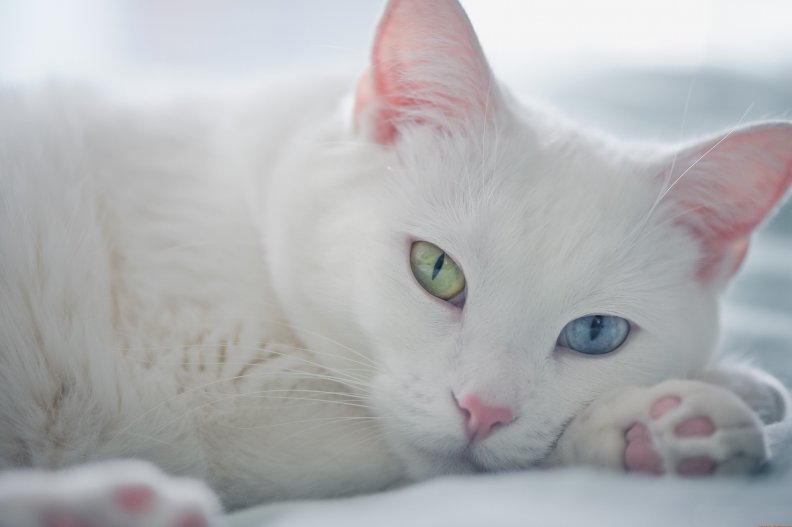 white_beautiful_cat.jpg