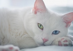 *** WHITE BEAUTIFUL CAT ***