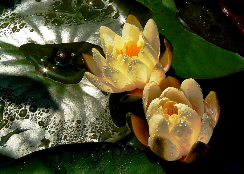 yellow_water_lilies.jpg
