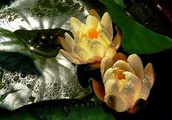 Yellow Water Lilies