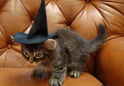 Witchy Kitty ~ For Carmen