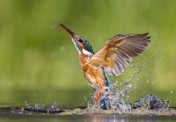 Stunning Kingfisher