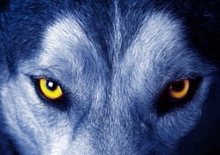 the soul of the wolf