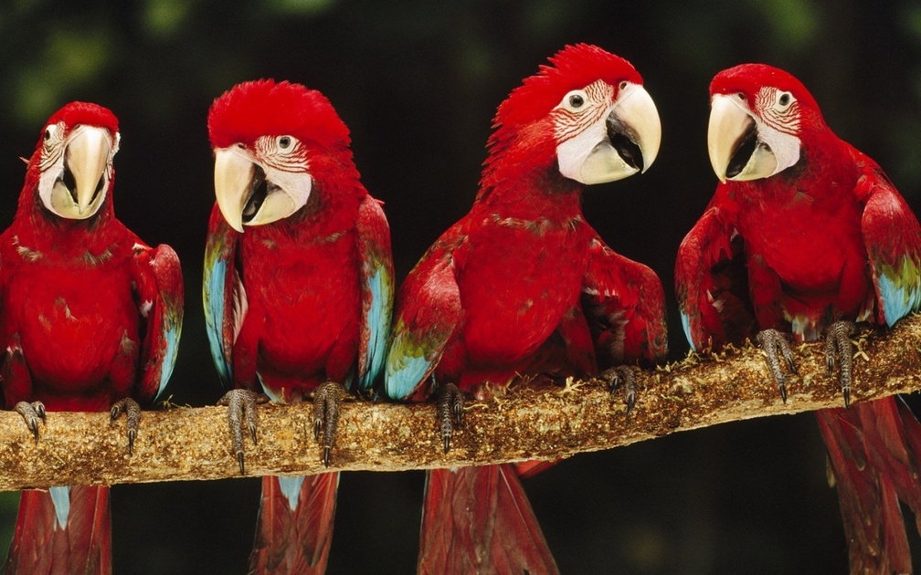 *** Red parrots ***