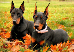 *** Dogs and autumn time ***