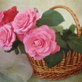 BASKETS OF ROSES