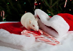 *** Christmas mouse ***