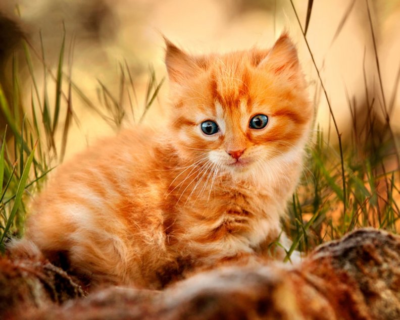 Pretty Red kitty