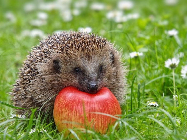 hedgehog_with_apple.jpg