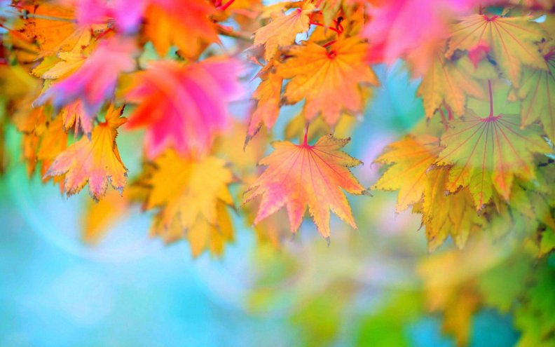 'Autumn Leaves'