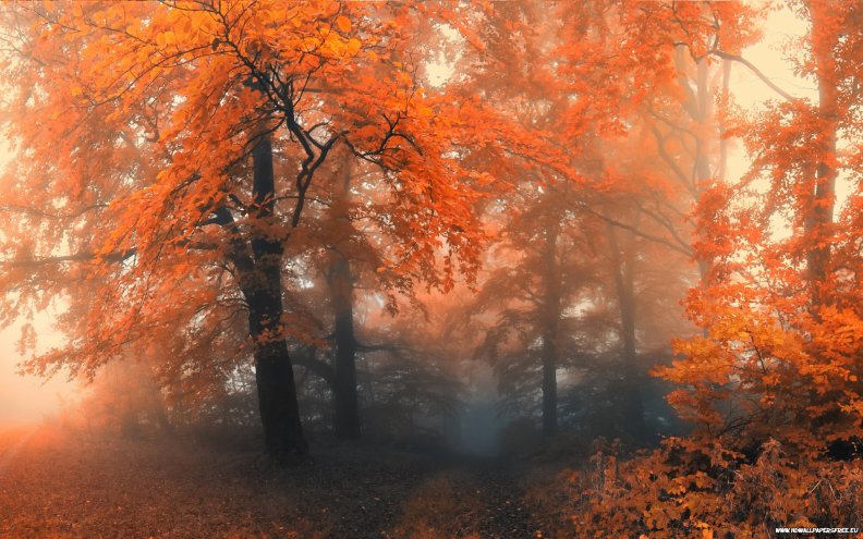 foggy_autumn_day.jpg