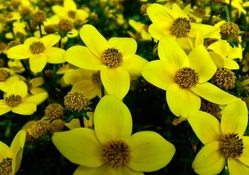 Pretty Yellow Flowers