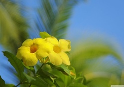 Hawaiian Allamanda Flowers