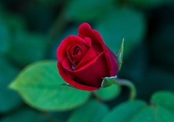 * Single rose *