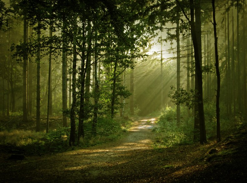 sun_shining_through_the_forest.jpg