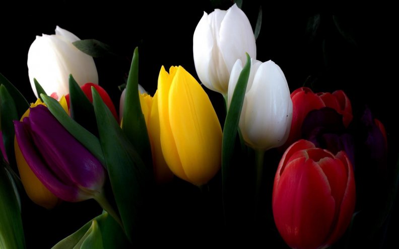 colorful_tulips.jpg