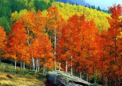 Fall Aspens, Owl Creek Pass, Colorado