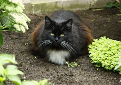 *** Cat in garden ***