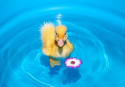 *** Little duck ***