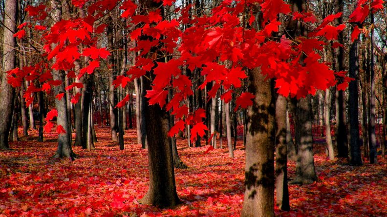 red_autumn_maple_leaves.jpg