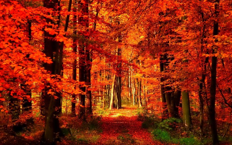 autumn_forest.jpg