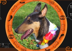 Trick or Treat Katie: A Dogs Halloween