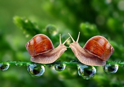 Snails in Love