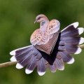 Beautiful dove