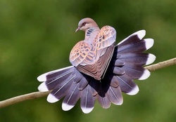 Beautiful dove