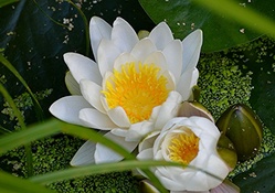 * Water lilies *