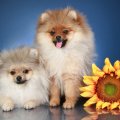 *** Dogs with flower ***