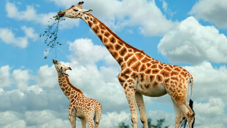 feeding_giraffes.jpg