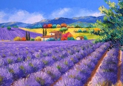 Lush fields of lavender