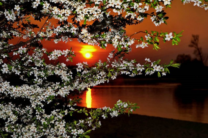 blossom_at_dusk.jpg