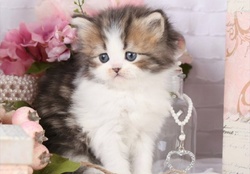 cute fluffy kitty