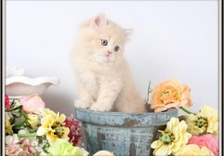 cute perssian kitty