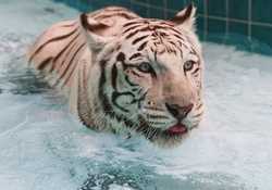 Tiger in Bathtub