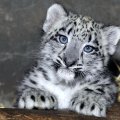 Snow Leopard Cub ( 2 Month )