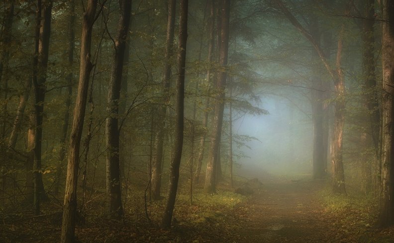 forest_fog.jpg