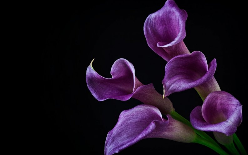 purple_lillies.jpg