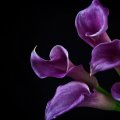 Purple Lillies