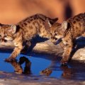 Leopard_cubs_pair