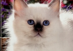White fluffly kitten